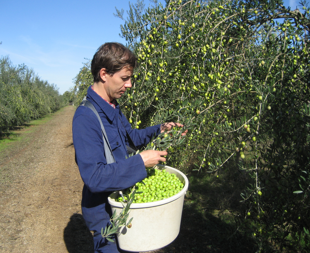 Bariani Olive Oil 