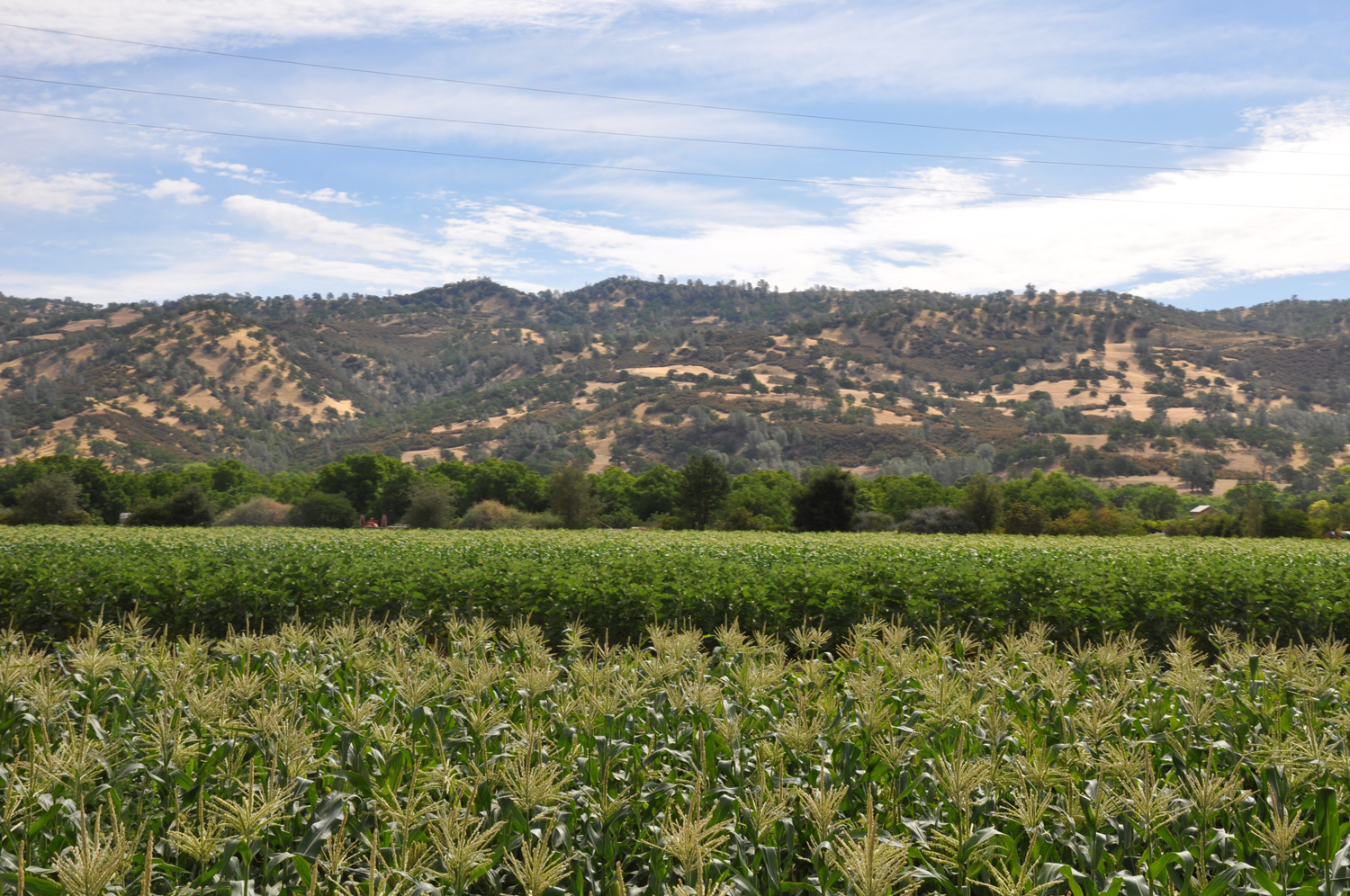 Full Belly Farm field