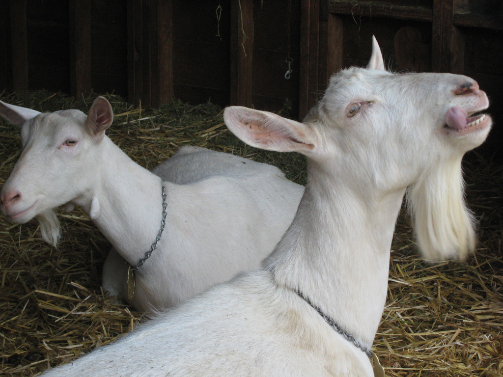 Redwood Hill Farm & Creamery