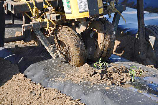 Terra Firma Farm - Heirloom Tomato Transplant back in March, 2012.