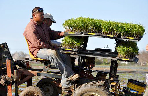 Terra Firma Farm's Heirloom Tomato Transplant